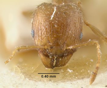 Media type: image;   Entomology 20653 Aspect: head frontal view